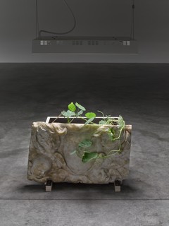 25danh_vo.jpg